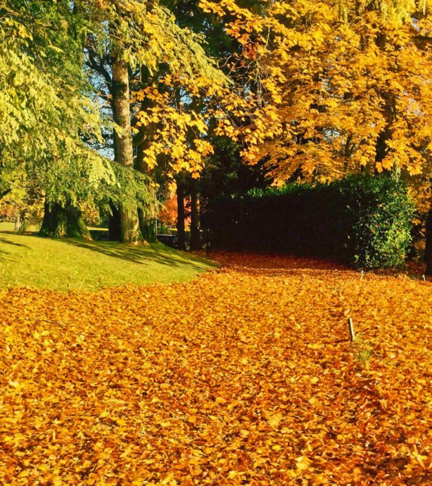 parc domaine Bonmont feuilles mortes automne