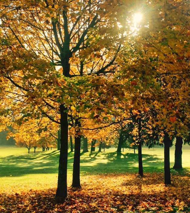 Arbres parc Bonmont automne