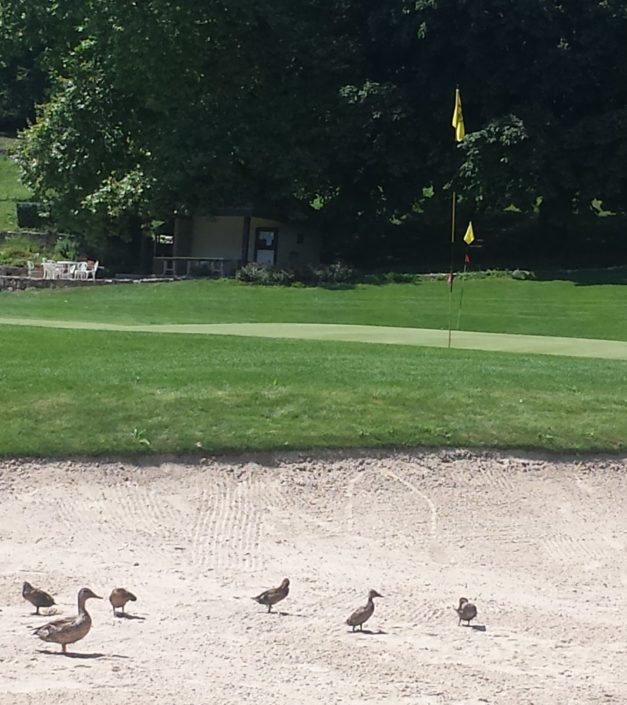 Canards parcours de golf domaine Bonmont